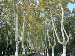 -灵谷景区