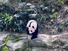 -红山森林动物园