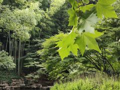 -杭州植物园