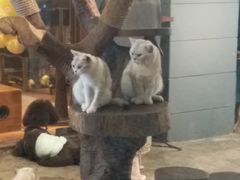 -more than meow吴止猫主题餐厅(承德 中船汇店)