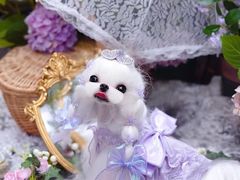 -萌宠之家·腊肠犬·马尔泰·小体犬舍