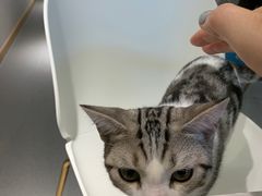 -飞行喵MR PILOT|猫舍·猫咖(静安大融城店)