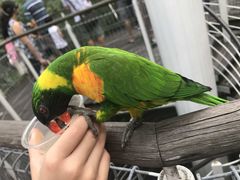 -新加坡飞禽公园
