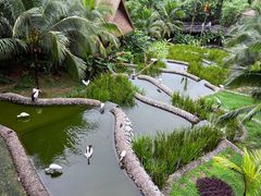 -新加坡飞禽公园