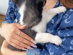 -瑞派宠物医院·中兽医专科(中央商城分院)