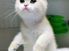 -东方名猫馆·英短金渐层布偶猫舍(环线广场1号楼店)