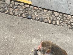 -南湾猴岛+椰田古寨一日游