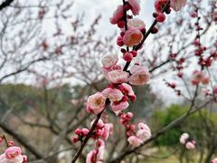 -无锡梅园公园