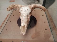 -陕西自然博物馆