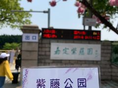 -嘉定紫藤园