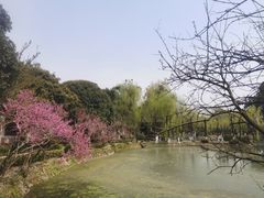 -桂湖森林公园