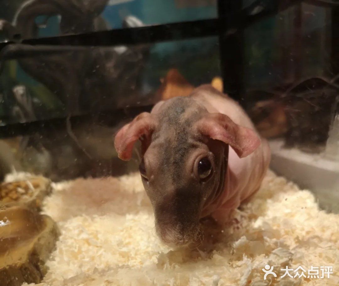 🐿撩宠乐园，心动的感觉～