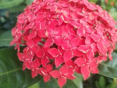 -松山湖梦幻百花洲