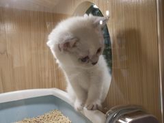 -屋虎猫馆(宝安大仟里店)