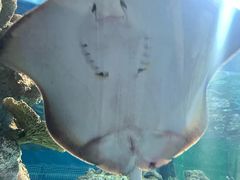 -上海海洋水族馆