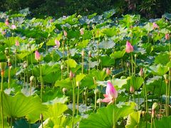 -荔湾湖公园