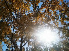 -三里屯东五街银杏大道