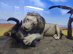 -国家自然博物馆