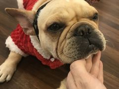 -柯斗斗主题餐厅·狗咖·围炉煮茶·茶饮(国瑞升平里店)