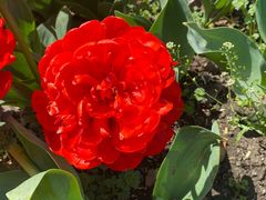 -上海鲜花港