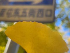-三里屯东五街银杏大道