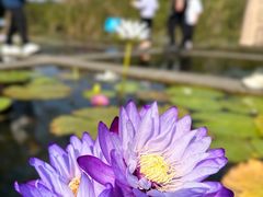 -中国科学院华南植物园