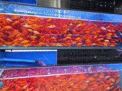 -青石桥花鸟鱼虫市场(叠翠城店)