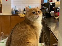 -Silly Dog Coffee(滨江店)