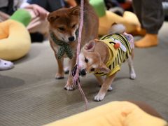 -逗柴咖啡屋·狗咖猫咖宠物桌游
