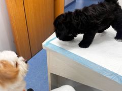 -博特宠物医院24h犬猫全科.骨科·异宠