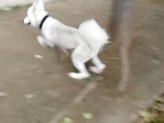 -如家宠物家庭式寄养训练