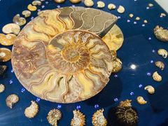 -青岛贝壳博物馆