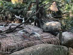 -广州长隆野生动物世界
