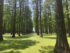 -渌洋湖湿地公园