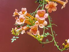 -长春观斋补堂素菜馆