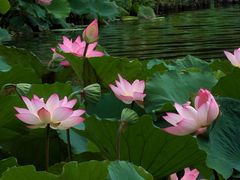 -荔湾湖公园