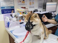 -美联众合动物医院·24h转诊中心