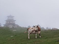 -老秃顶草原景区