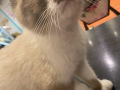 -猫小院猫主题咖啡厅(北锣店)