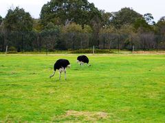 -威勒比开放式动物园