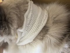 -爱妮康宠物医院·干细胞免疫细胞·肿瘤·心脏(张江店)