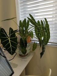 -安那般那皮肤年轻化ANAPANA