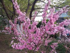 -莲花池公园