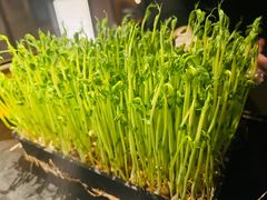 活体豌豆苗-捞王锅物料理(凯旋路店)