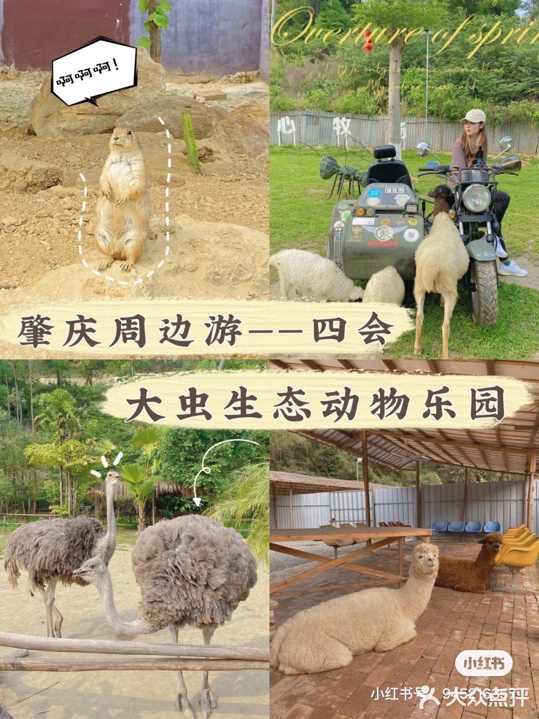 🐒肇庆周边游|四会大虫生态动物乐园|亲子游