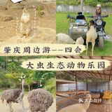 🐒肇庆周边游|四会大虫生态动物乐园|亲子游