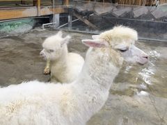 -上海大自然野生昆虫馆(东方明珠·爬宠昆虫探索中心)