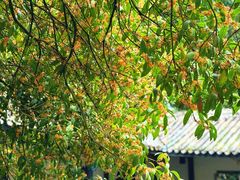 -常德桃花源景区