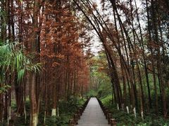 -桤木河湿地公园