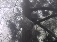 -天目山大树王景区